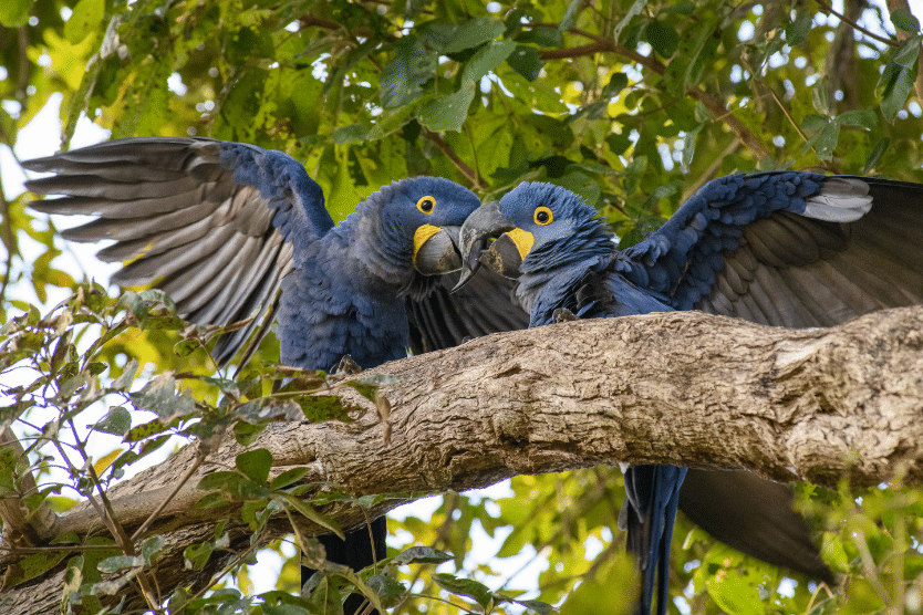 Arara Azul, Pantanal
