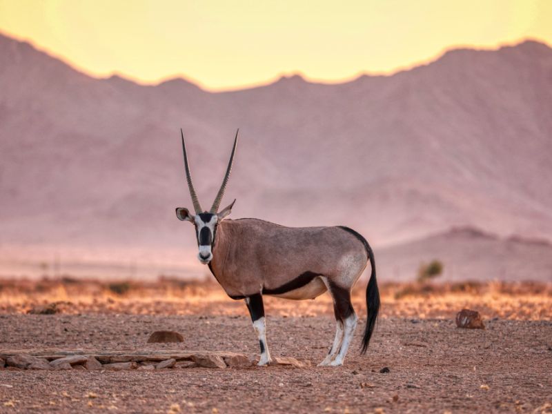namíbia , oryx - safári